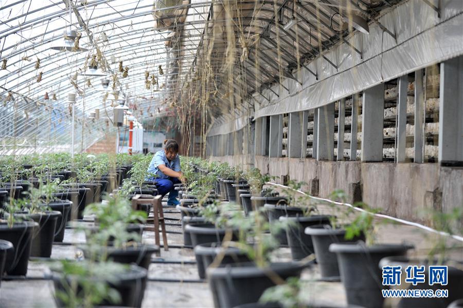 （寧夏60年）（9）荒灘戈壁上構筑移民生態綠色新家園